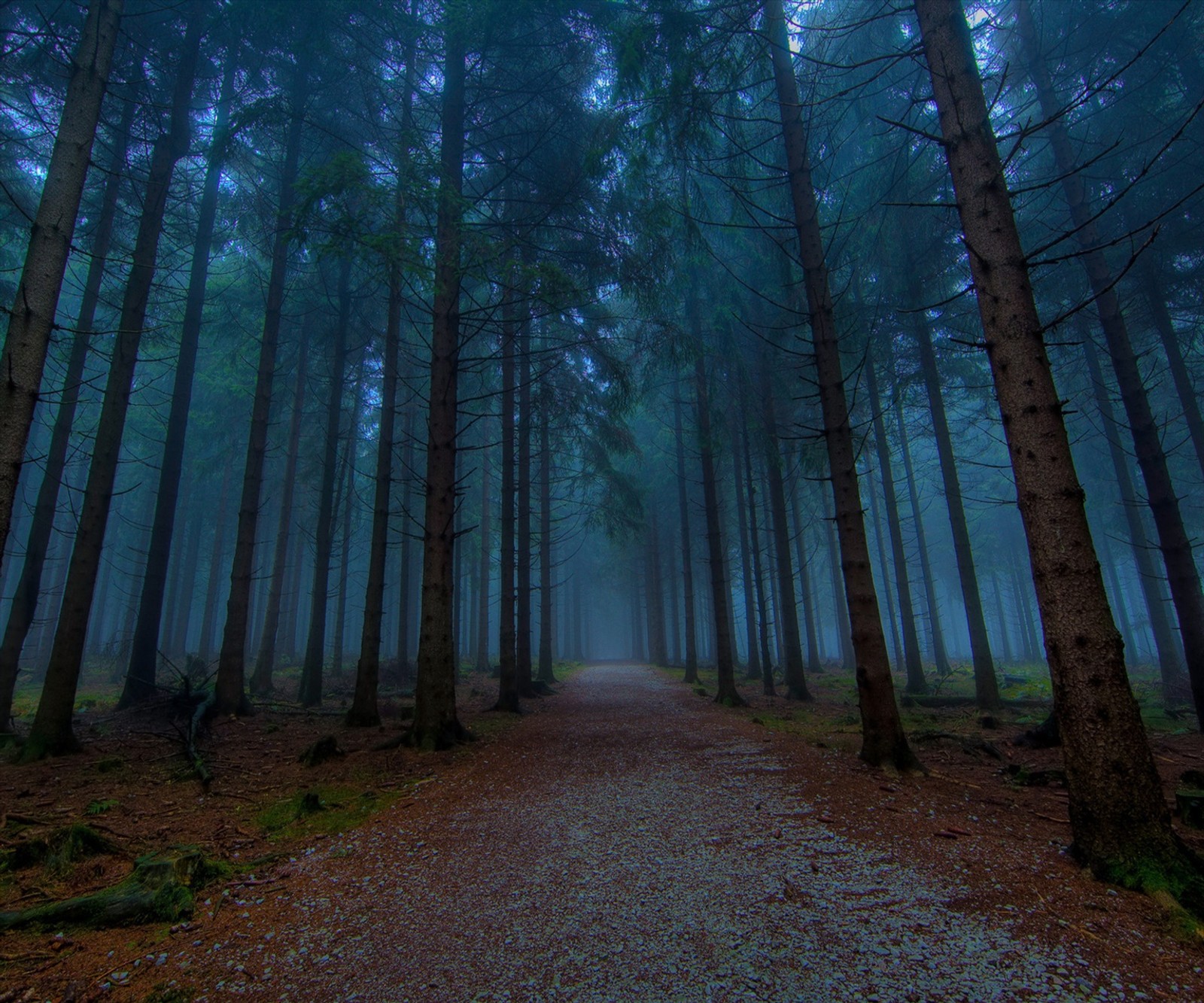 Arafed view of a path in a forest with fog (forest, nice view)