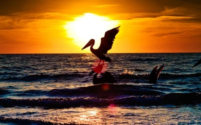 Pelican Silhouette Against a Vibrant Sunset Over the Ocean