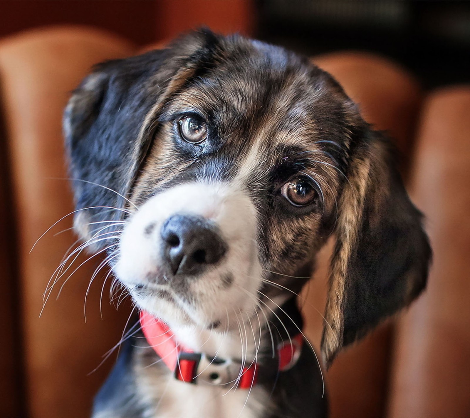 Há um cachorro pequeno sentado em uma cadeira (fofo, cachorro)