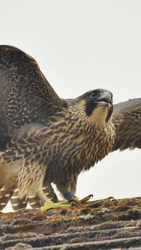 A close-up of a juvenile peregrine falcon perched on a rocky surface, showcasing its striking plumage and keen expression.