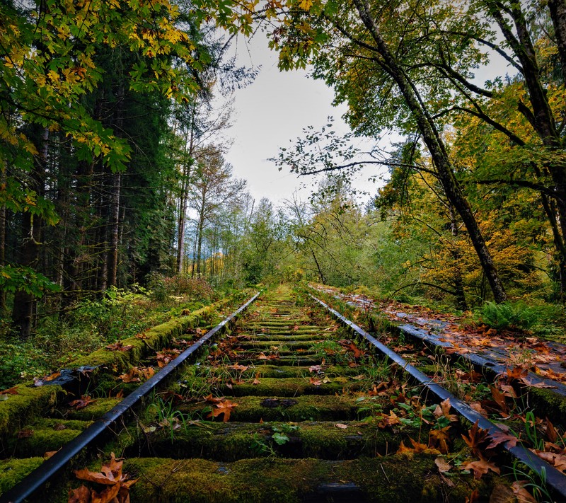 Близкий план железнодорожного пути в лесу с листьями на земле (abej, beograd, railroad railway)