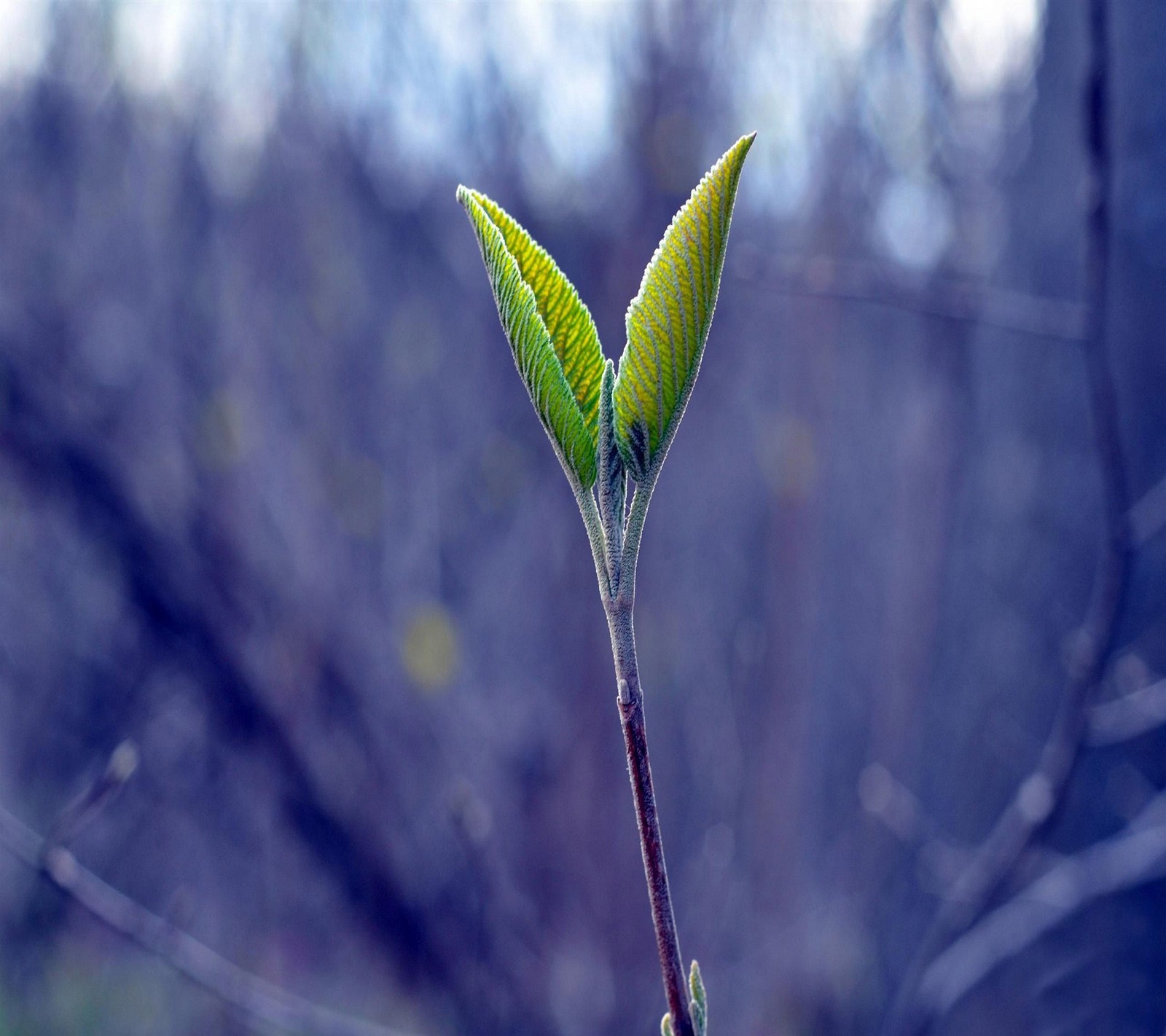 Image d'une feuille sur une brindille au milieu d'une forêt (beau, naturel, nature)