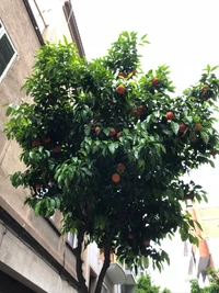 baum, obstbaum, blatt, gehölz, produzieren