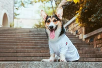 cachorro, corgi galês de pembroke, filhote, raça de cachorro, toalete de cães