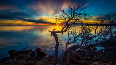 Pôr do sol sereno sobre águas australianas com árvore em silhueta