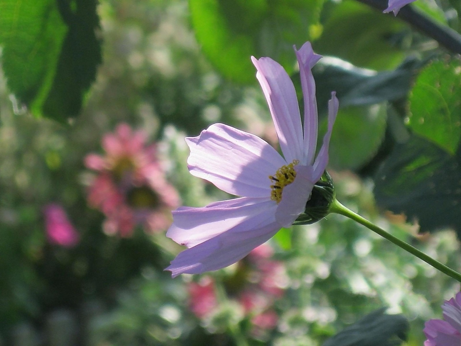 Hay una flor rosa creciendo en la hierba (planta anual, cosmos del jardín, planta floreciendo, flor silvestre, planta)