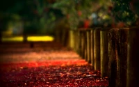 red, nature, light, tree, autumn