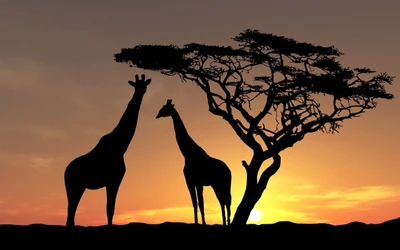 Girafes en silhouette broutant près d'un acacia au coucher du soleil dans la savane.