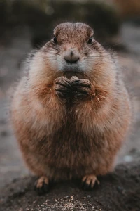 Close-up of a fawn-colored rodent with prominent whiskers and a curious expression, holding food in its paws.