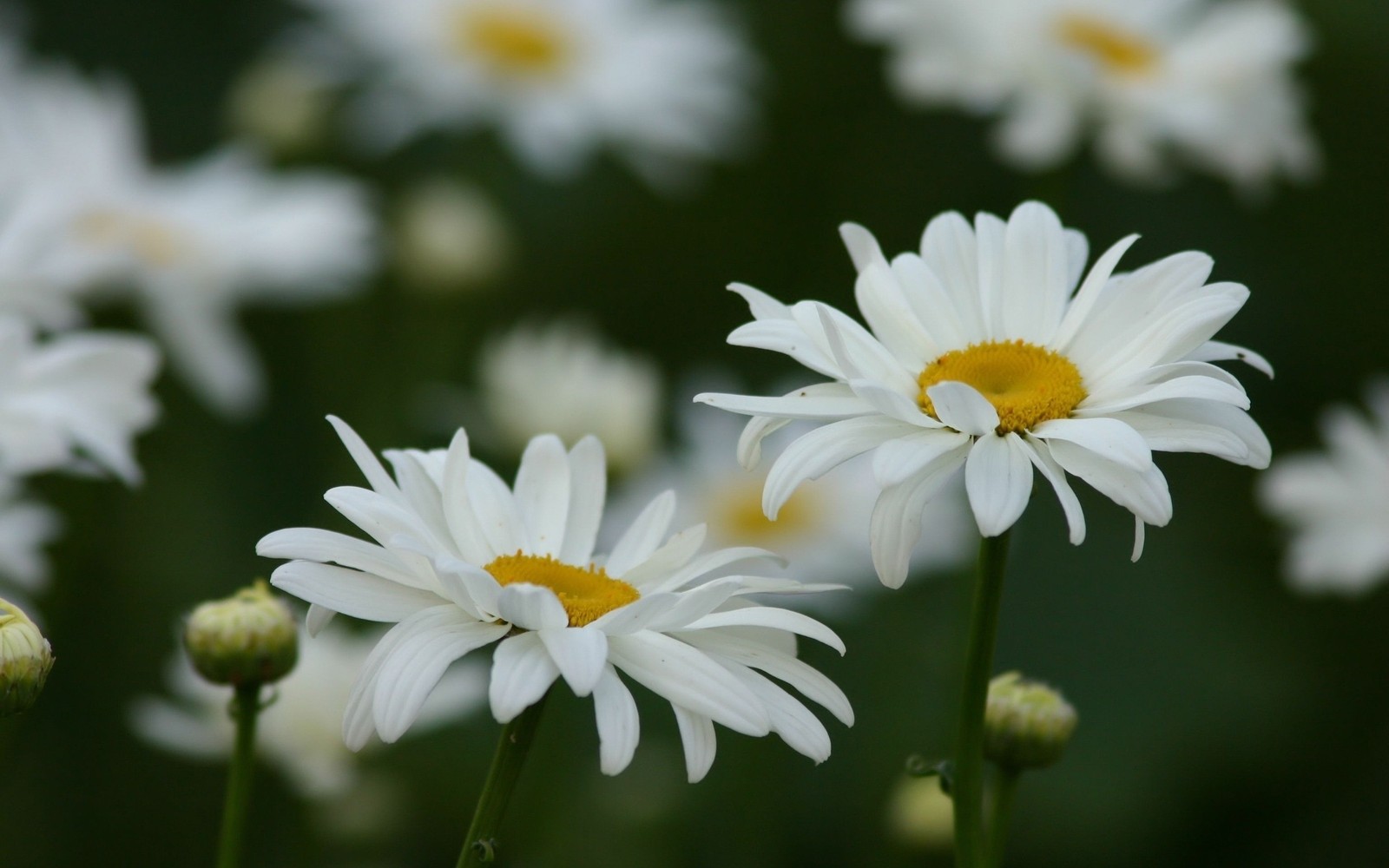 Il y a beaucoup de fleurs blanches qui poussent dans le champ (plante à fleurs, marguerite, plante, chamaemelum nobile, flore)