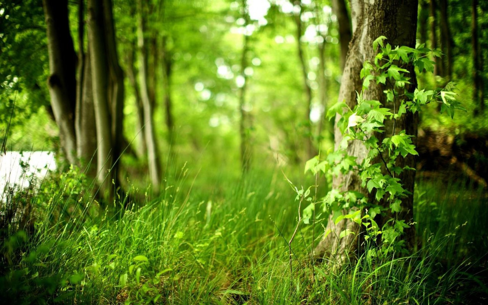 A close up of a tree trunk in a forest with green leaves (forest, tree, green, nature, vegetation)