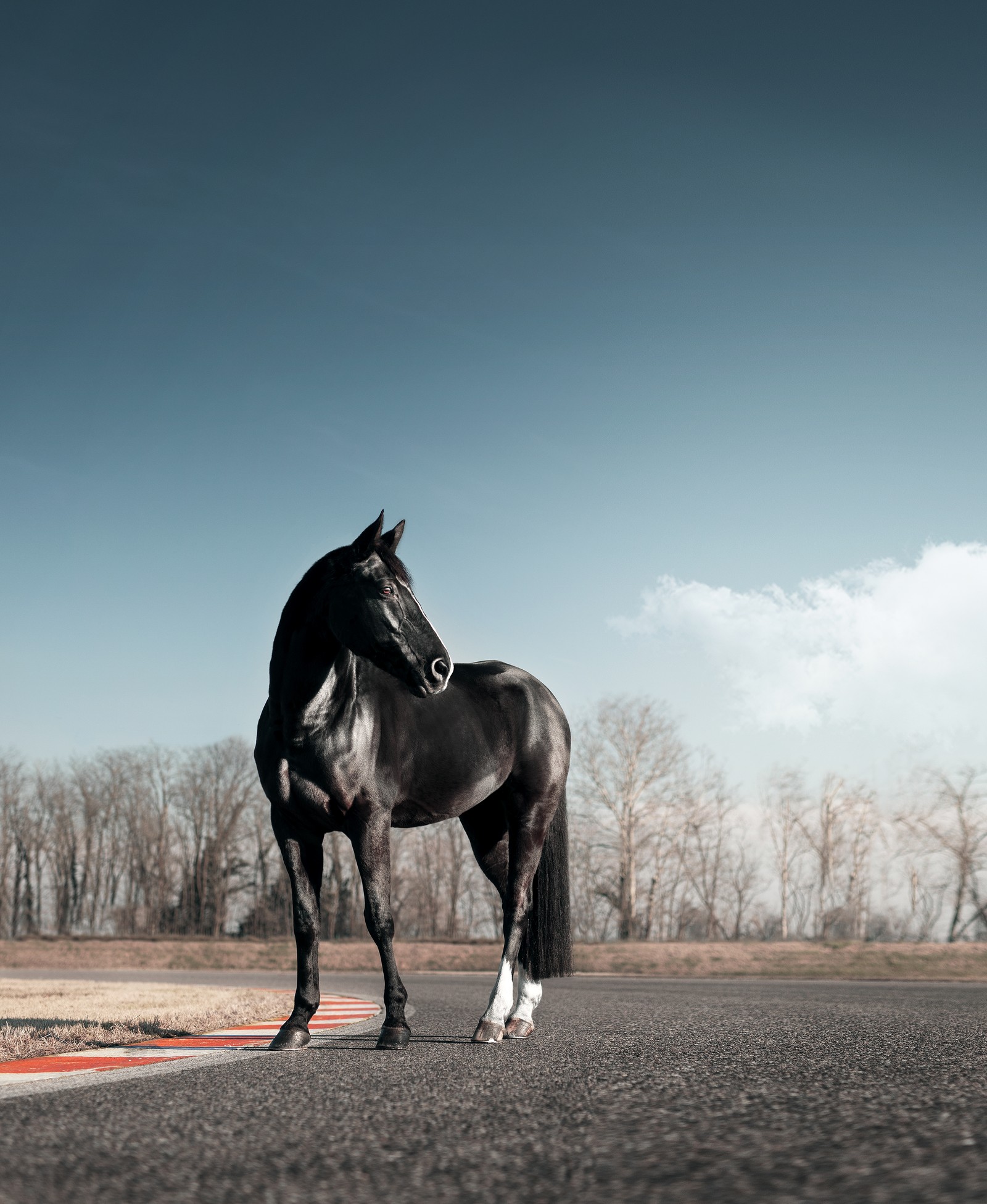 Il y a un cheval noir debout sur le bord de la route (cheval noir, piste de course, ciel dégagé, animaux, fond décran 4k)