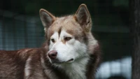 Cachorro distinto parecido com um lobo, com um pelo espesso e uma expressão alerta, exibindo características do husky siberiano e do malamute do Alasca.