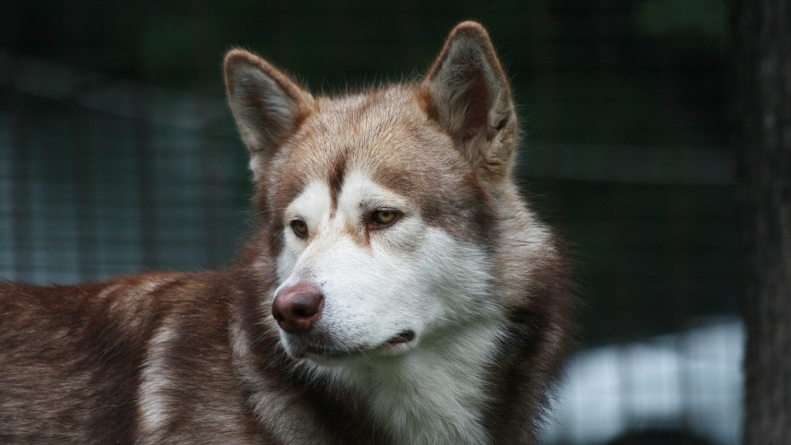 Araffe dog with a white and brown face standing in a field (siberian husky, alaskan malamute, dog, canidae, saarloos wolfdog)