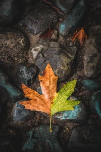 Hoja de arce de otoño en suelo rocoso