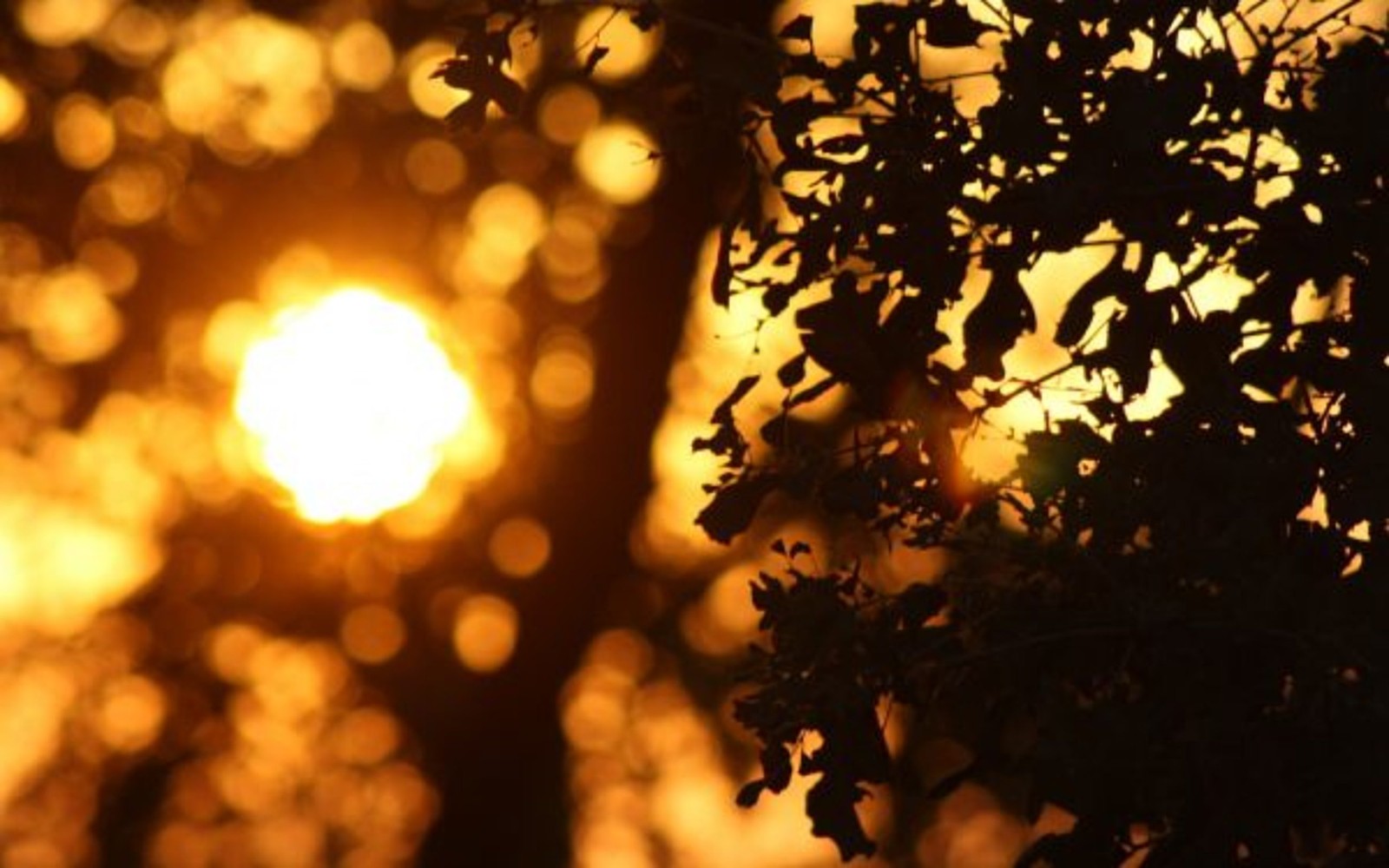 Un primer plano de un árbol con el sol de fondo (ramo, árbol, ligero, luz solar, amarillo)