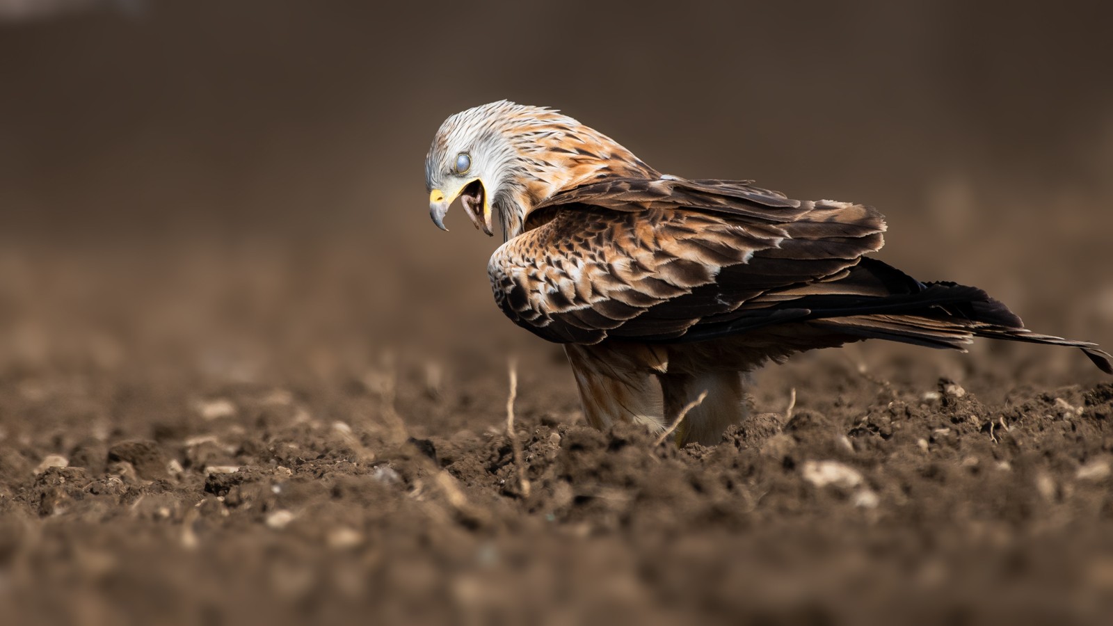 There is a bird that is standing in the dirt (eagle, bald eagle, accipitriformes, hawk, bird of prey)