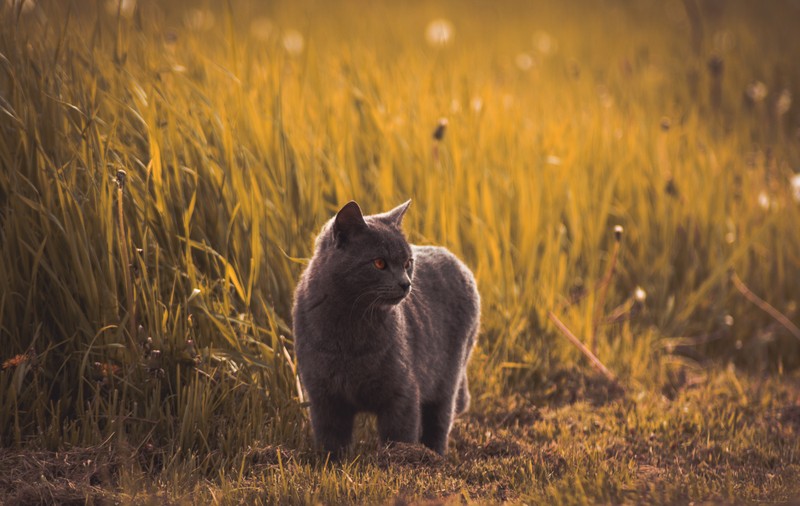 Кот, стоящий на траве (кот, русская голубая, собака, черная кошка, трава)