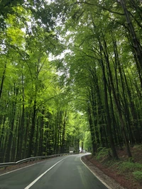 Malerische grüne Straße durch üppigen Wald