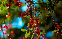 tree, plant, berry, fruit, branch wallpaper