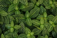 Intricate Green Leaf Patterns in Lush Vegetation