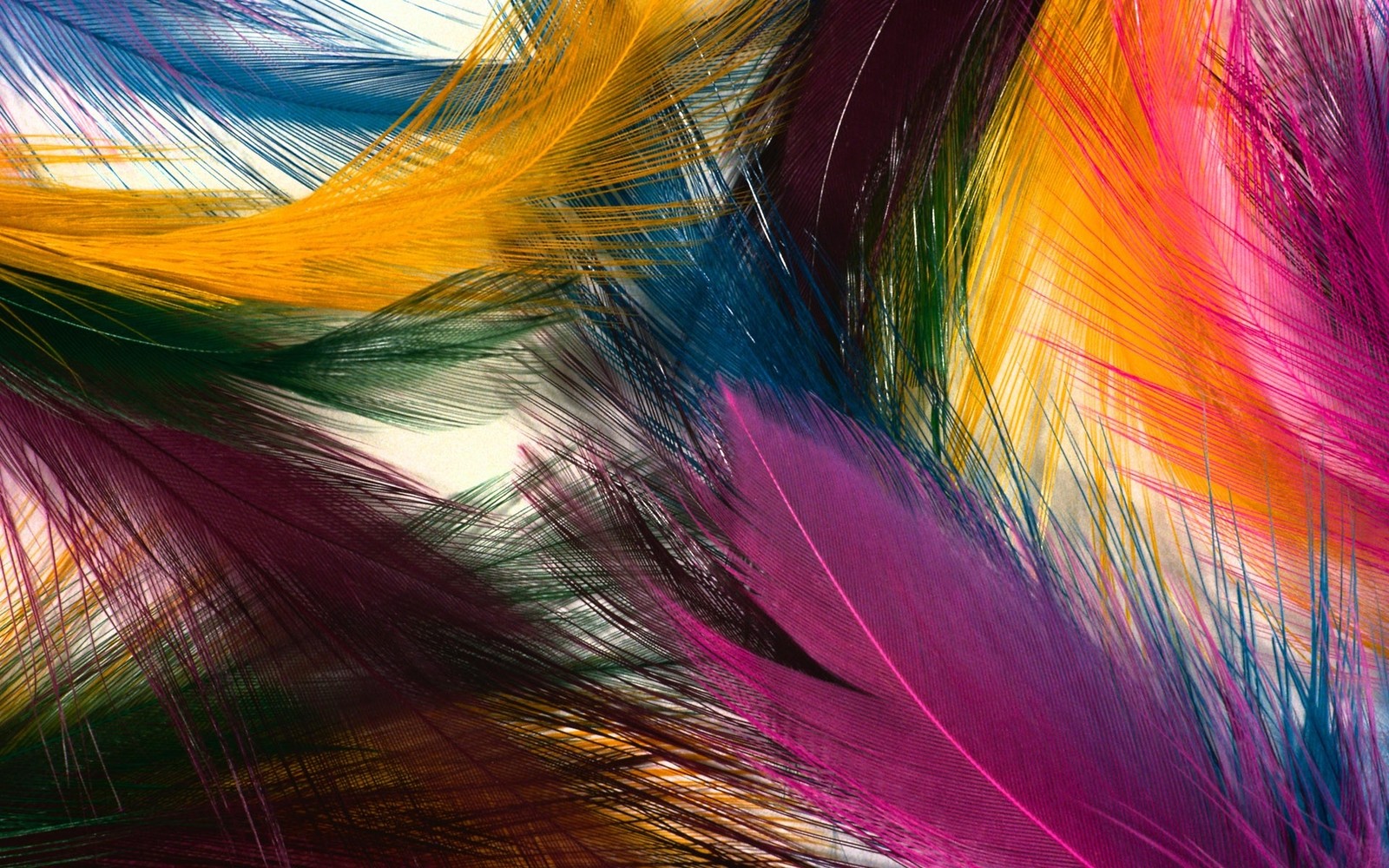 A close up of a bunch of colorful feathers on a white background (yellow, macro photography)