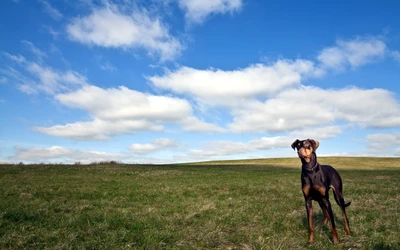 Un chiot Dobermann se tient alerte sur une prairie luxuriante sous un ciel bleu parsemé de nuages.