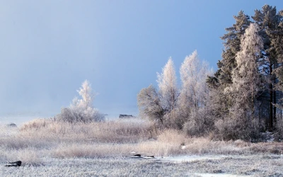 Frostige Bäume und schneebedeckte Landschaft im Winterlicht