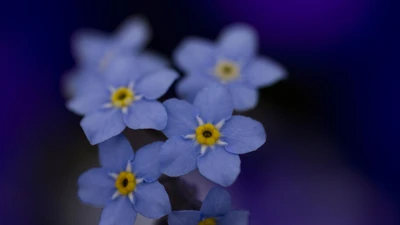 flowering plant, blue, petal, plant, flora