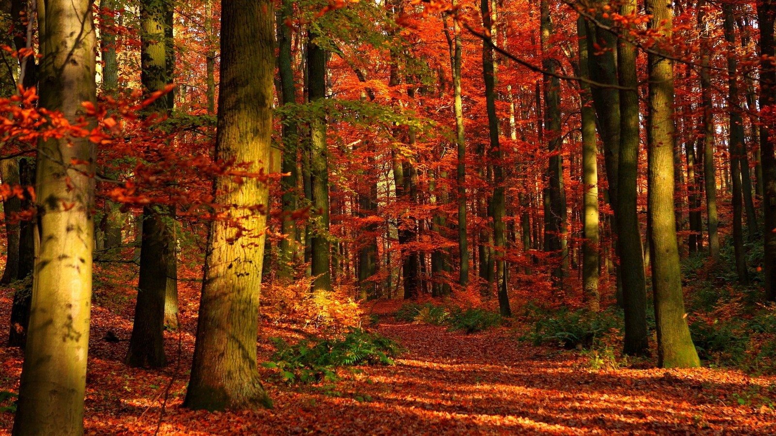 Une vue d'une forêt avec de nombreux arbres et des feuilles au sol (automne, forêt, nature, boisé, à feuilles caduques)