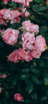 Elegantes rosas híbridas de té rosa en flor