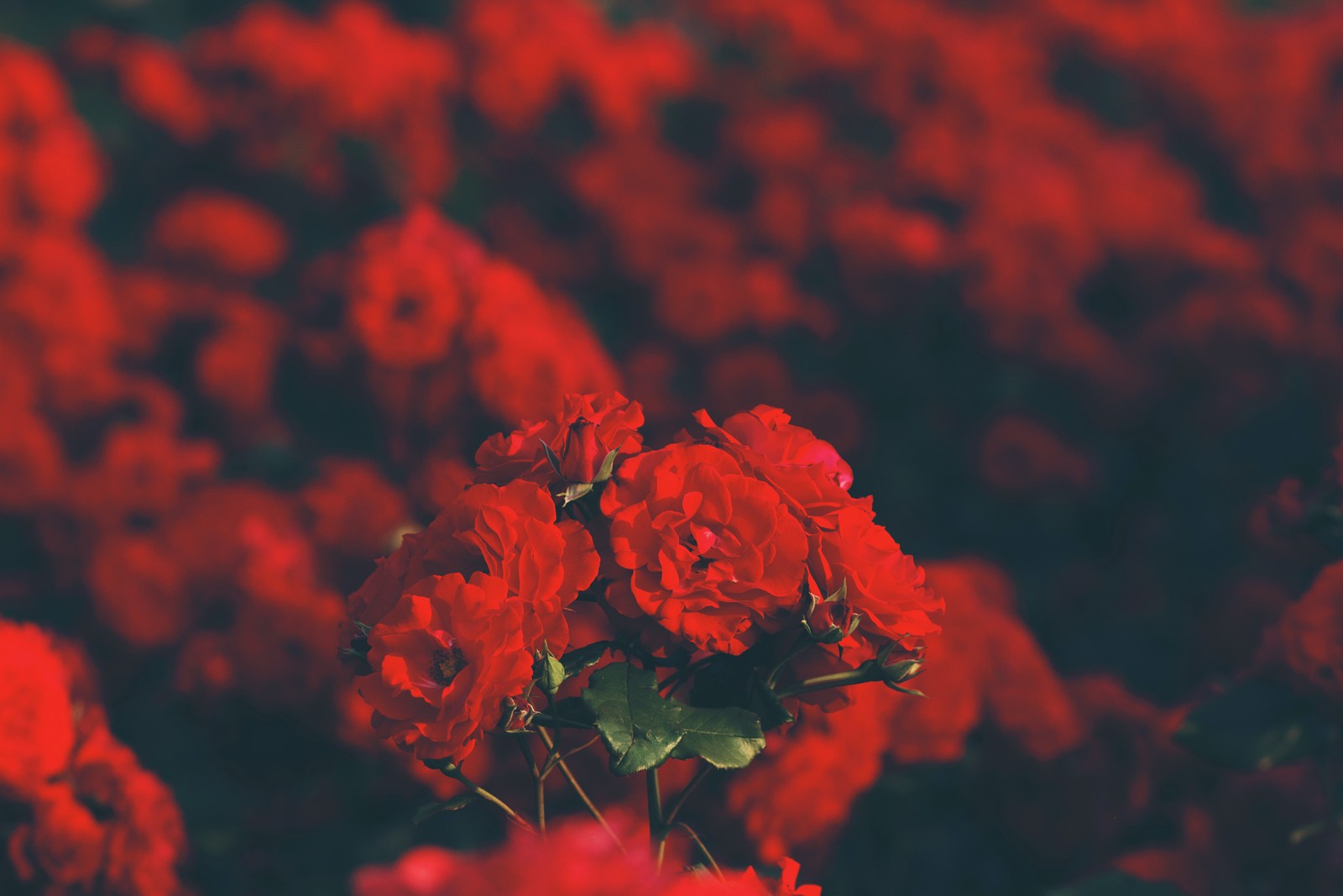 red flowers, floral, blur background, flower garden, blossom wallpaper