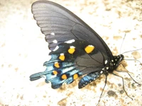 polilla, insecto, artrópodo, mariposa cola de golondrina, mariposa