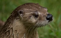 Loutre mouillée en gros plan dans un cadre naturel.