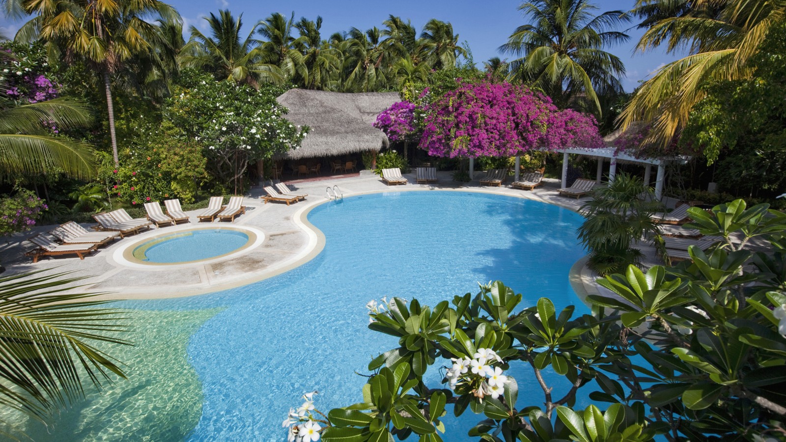 Uma grande piscina cercada por palmeiras e espreguiçadeiras. (estância, piscina, praia, villa, propriedade)