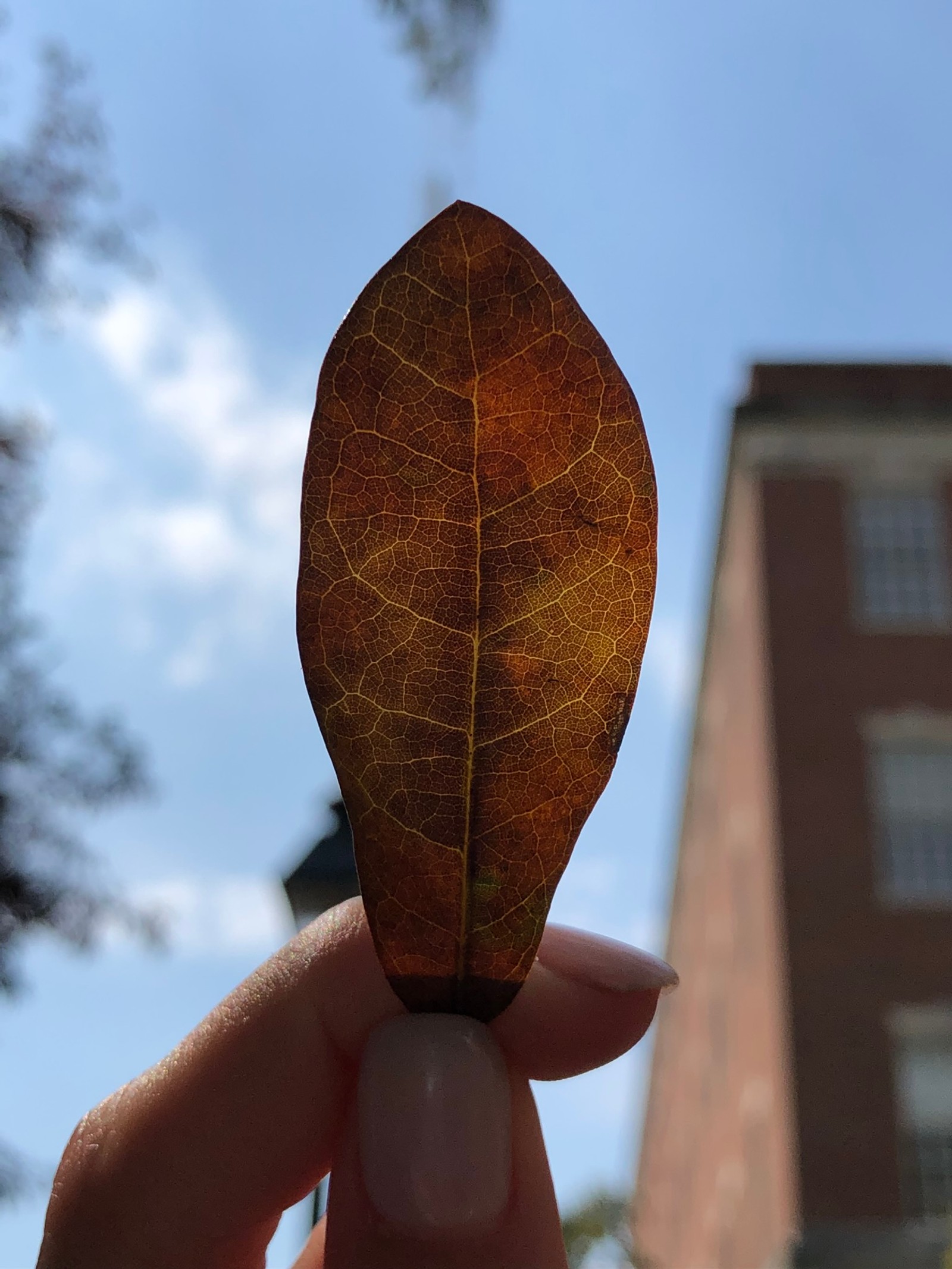 Quelqu'un tenant une feuille à la main devant un bâtiment (biologie, science, marron, doigt, feuille)