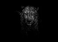 Majestic Jaguar Emerging from Darkness