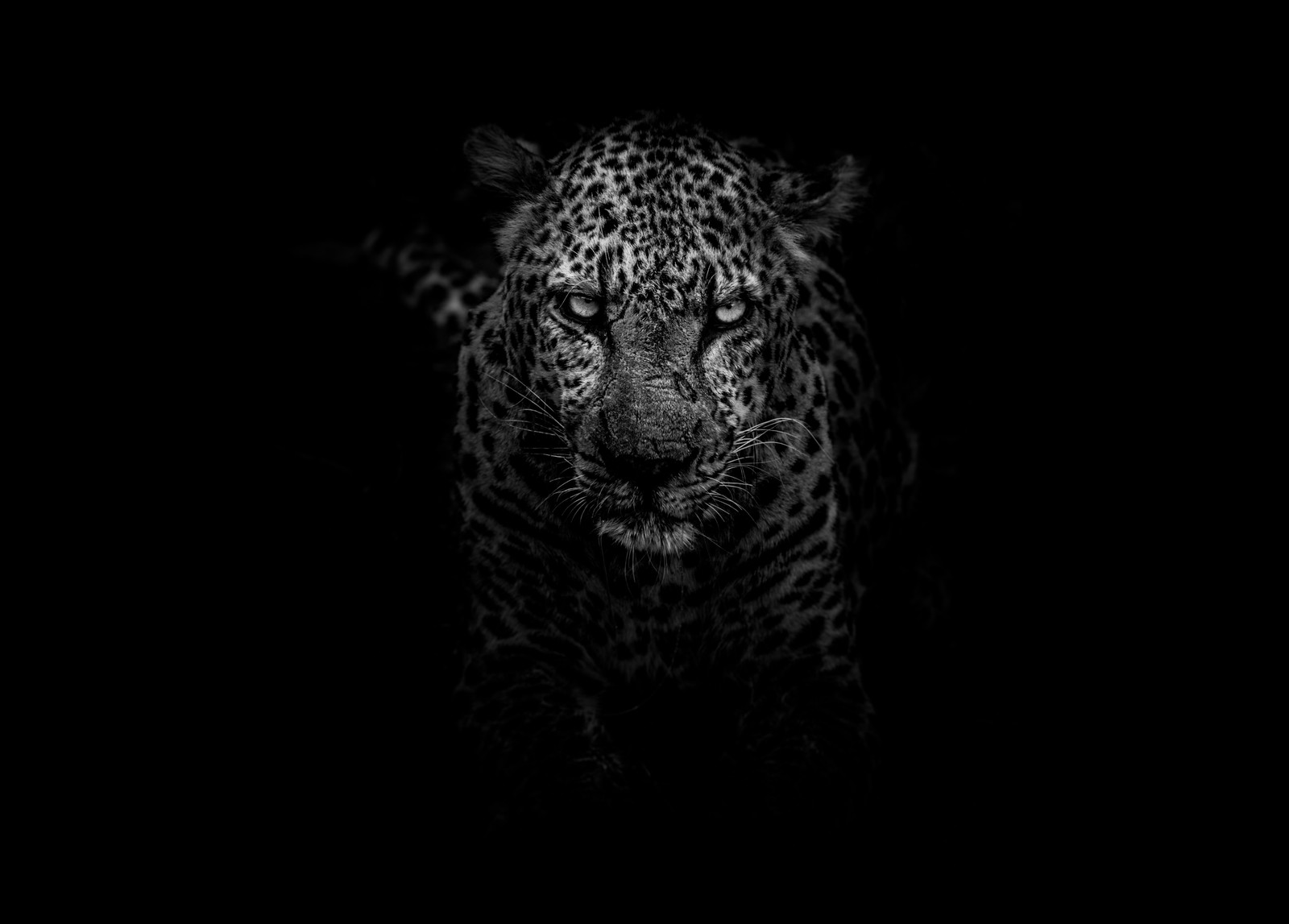 A black and white photo of a leopard in the dark (jaguar, big cat, black, felidae, wildlife)