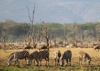 parque nacional, animal terrestre, fauna, savana, pradaria