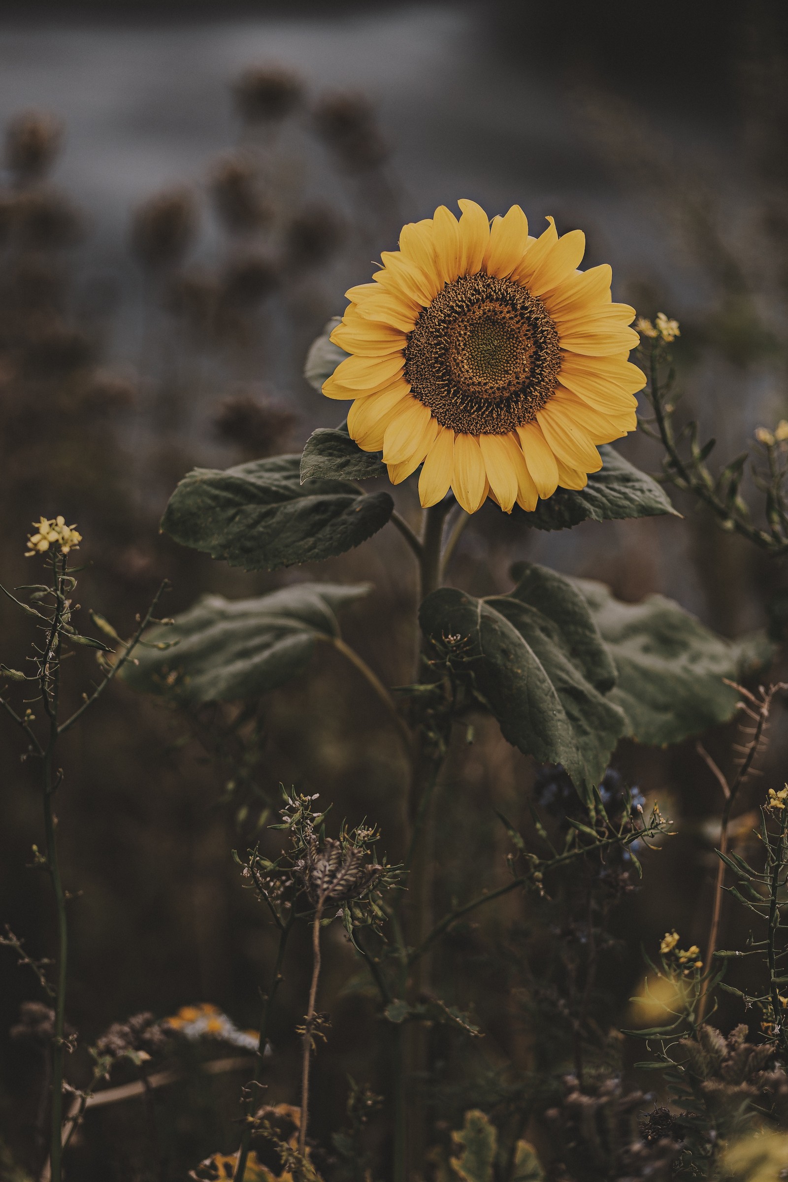 sunflower, flower, yellow, plant, petal wallpaper