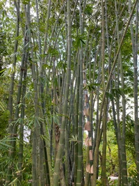 bambú, bioma, tallo de planta, bosque viejo, vegetación