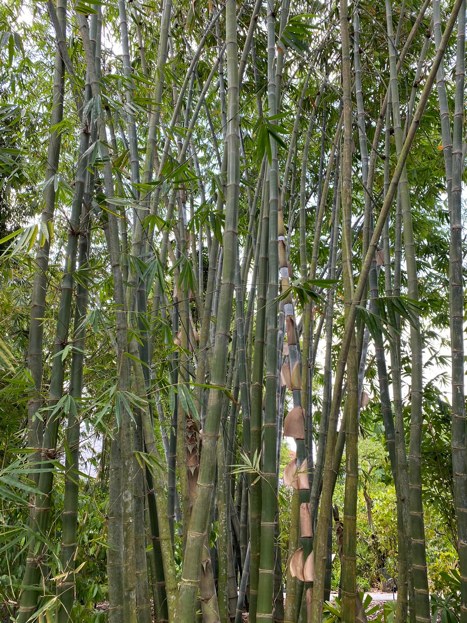 Há muitas árvores de bambu crescendo na floresta (bambu, bioma, caule de planta, floresta antiga, vegetação)