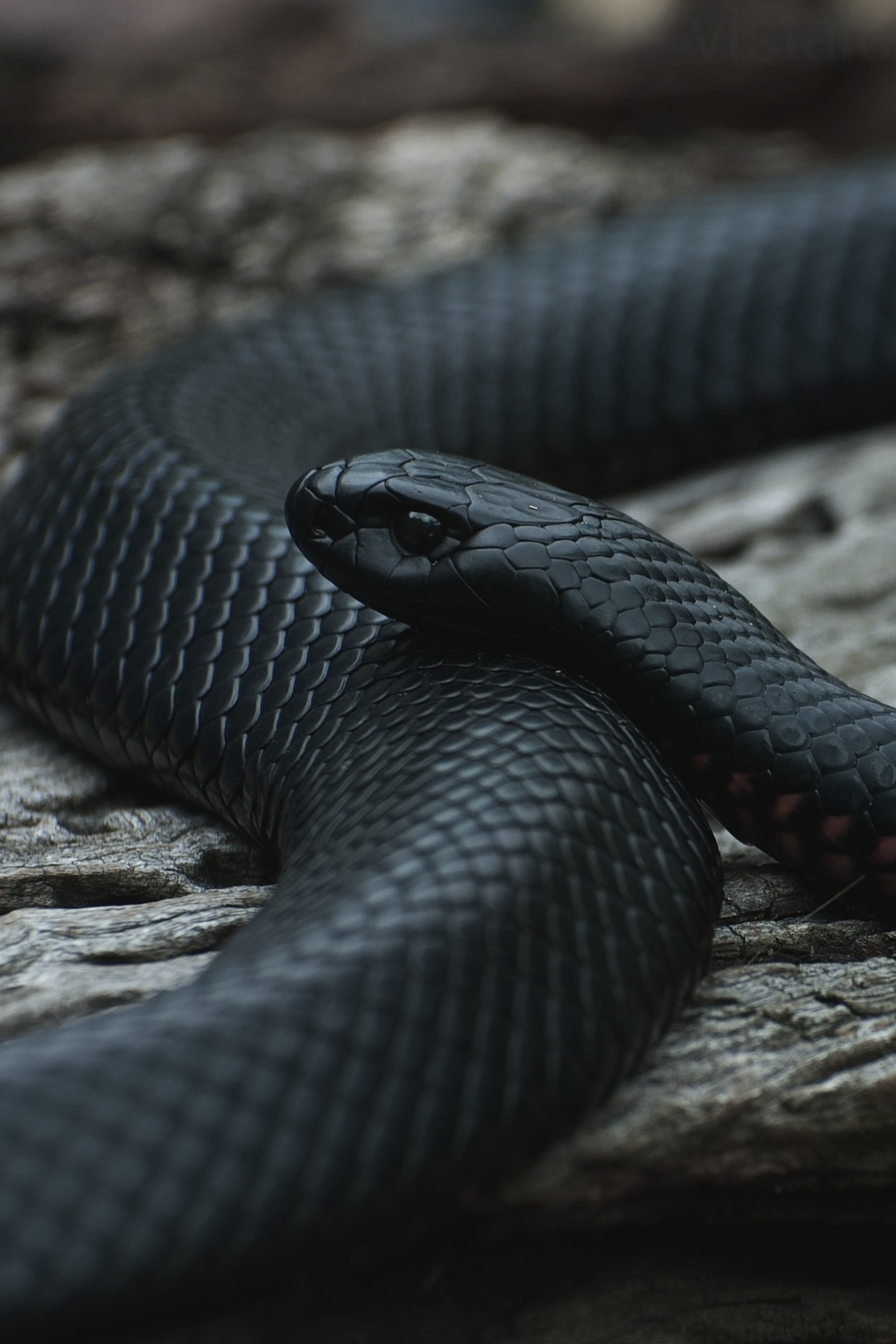 A close up of a black snake on a rock with a blurry background (animal, black, snake)