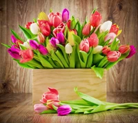 bouquet, colorful, flowers, tulips wallpaper