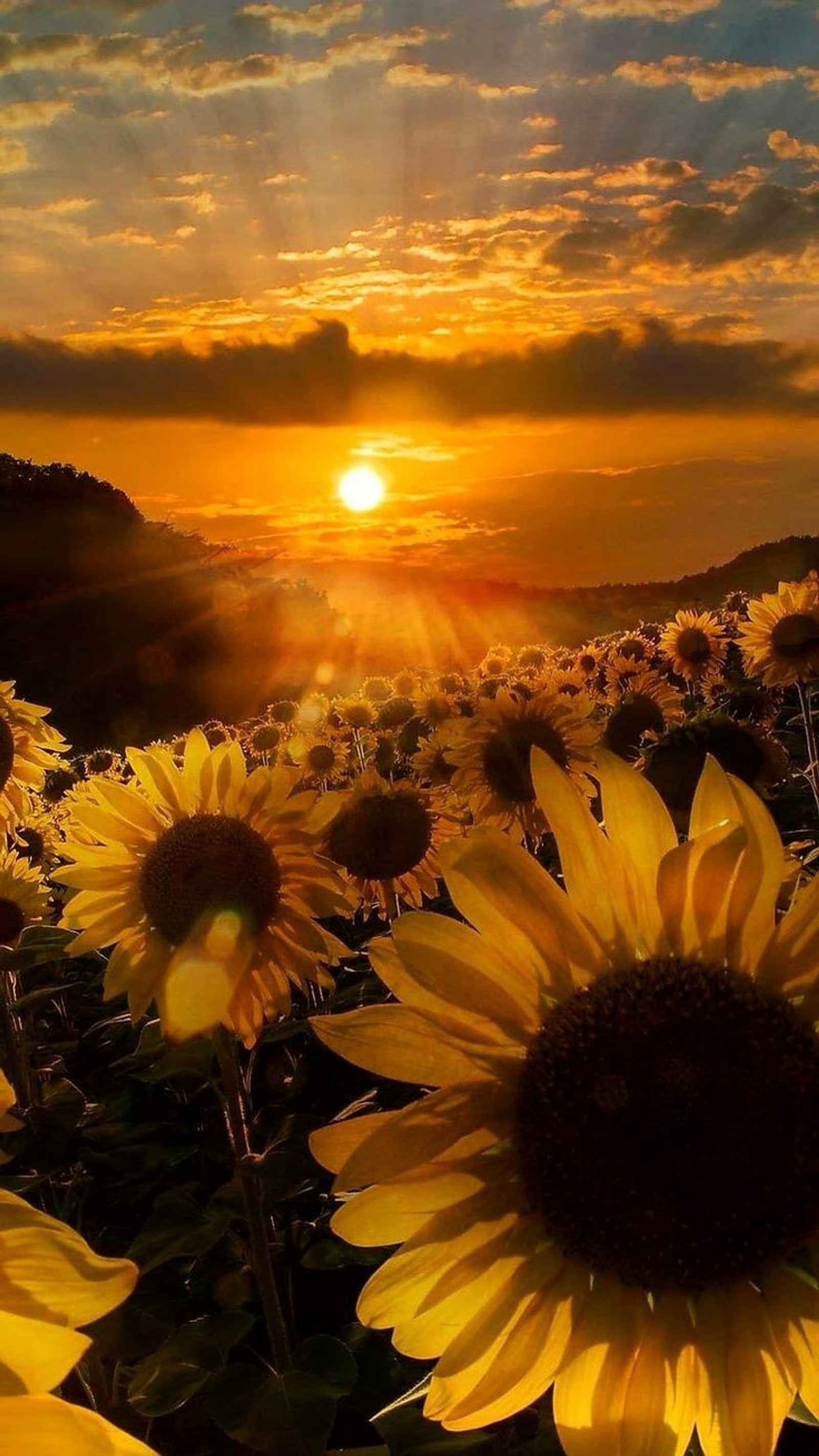 Un gros plan d'un champ de tournesols avec le soleil couchant en arrière-plan (soleil, tournesols)