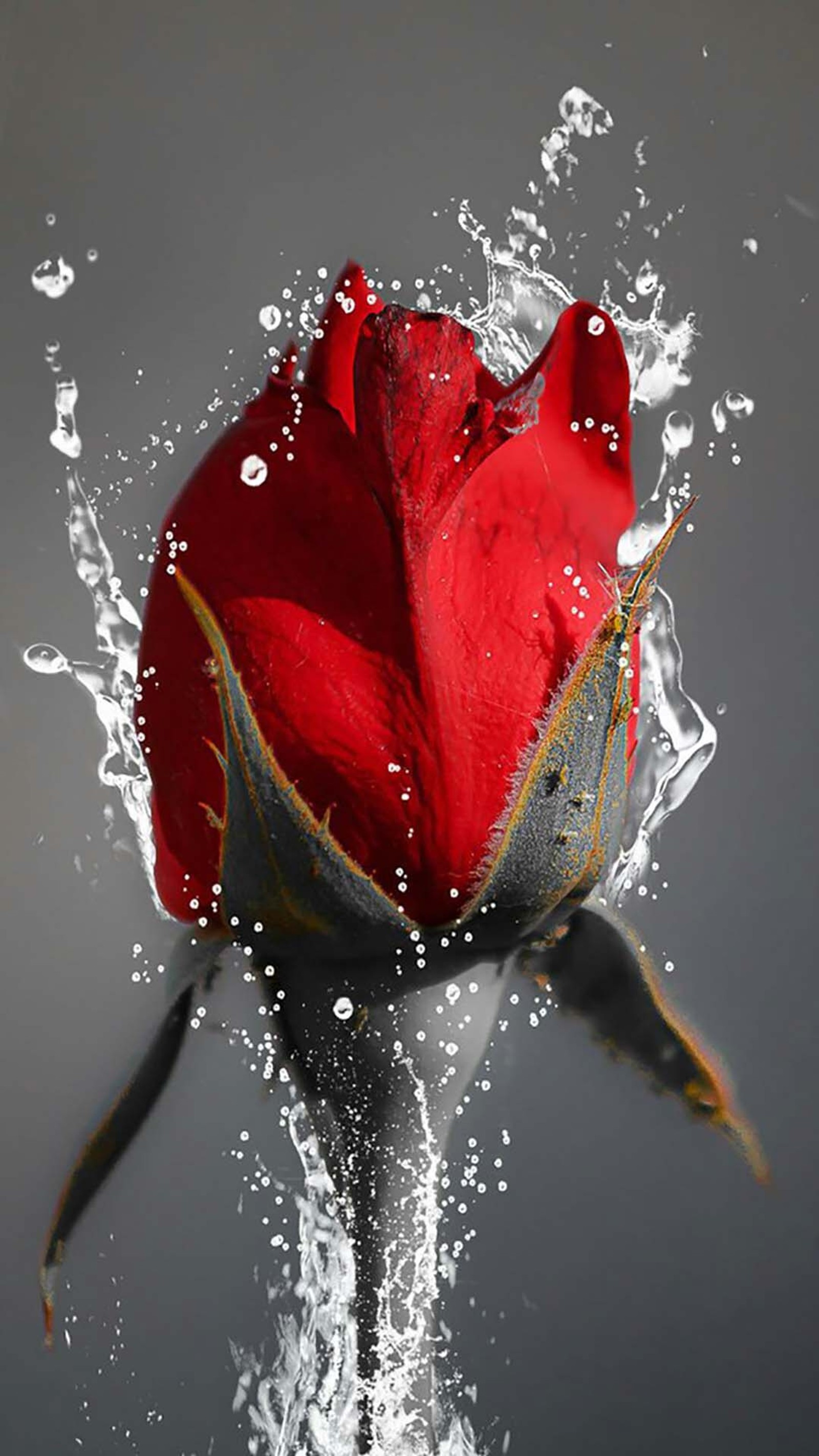 Une rose rouge qui est éclaboussée d'eau (fiore, rose)