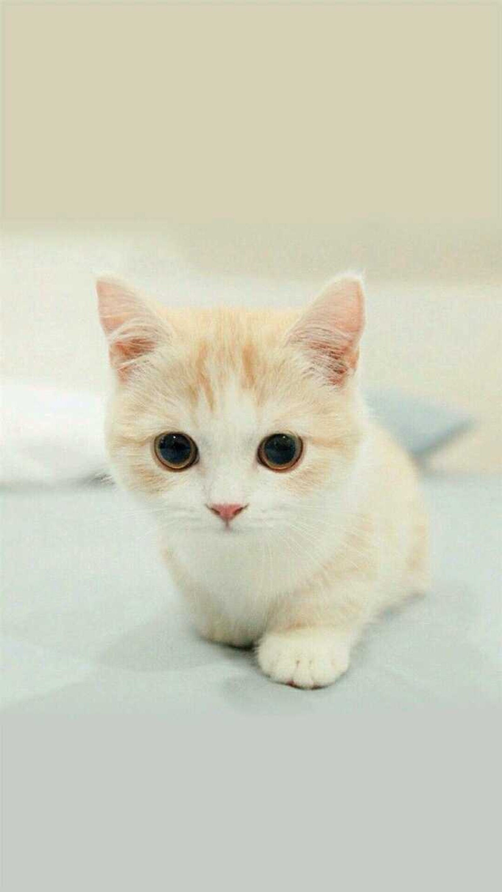 Hay un pequeño gato blanco sentado en una cama con una sábana blanca. (animales, cat)