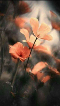 Petites fleurs orange délicates en flou doux