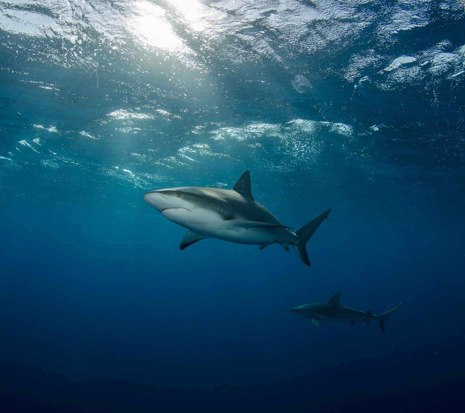 There are two sharks swimming in the ocean together (animal, fish, ocean, shark, underwater)