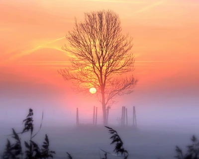 brume, matin, lever de soleil, arbre